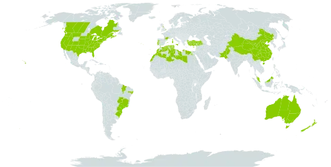 Lysimachia arvensis world distribution map, present in Australia, Brazil, Canada, China, Cyprus, Algeria, Egypt, Spain, France, United Kingdom of Great Britain and Northern Ireland, Iceland, Italy, Libya, Morocco, Malaysia, New Zealand, Pakistan, Portugal, Tunisia, Turkey, and United States of America