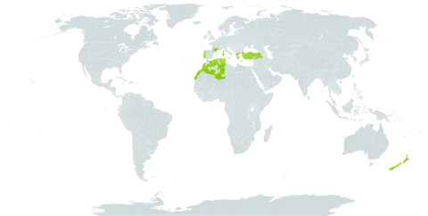 Lysimachia arvensis subsp. parviflora world distribution map, present in Algeria, Spain, France, Greece, Italy, Morocco, New Zealand, Portugal, Tunisia, and Turkey