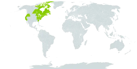 Lysimachia borealis world distribution map, present in Canada, France, Saint Pierre and Miquelon, and United States of America