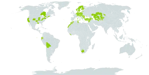 Lysimachia foemina world distribution map, present in Albania, Armenia, Austria, Azerbaijan, Belgium, Bulgaria, Bosnia and Herzegovina, Bolivia (Plurinational State of), Canada, Switzerland, Cyprus, Czech Republic, Germany, Denmark, Ecuador, Spain, Finland, France, United Kingdom of Great Britain and Northern Ireland, Georgia, Greece, Croatia, Hungary, Israel, Italy, Kazakhstan, Kyrgyzstan, Lebanon, Liberia, Luxembourg, Latvia, Morocco, North Macedonia, Malta, Montenegro, Netherlands, Norway, Poland, Portugal, Romania, Saudi Arabia, Serbia, Slovakia, Slovenia, Sweden, Syrian Arab Republic, Tajikistan, Turkmenistan, Tunisia, Turkey, Ukraine, United States of America, Uzbekistan, and South Africa