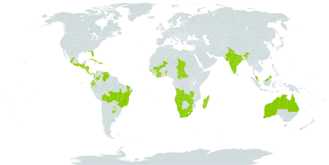 Lysimachia ovalis world distribution map, present in Angola, Anguilla, Argentina, Australia, Benin, Burkina Faso, Belize, Bolivia (Plurinational State of), Brazil, Central African Republic, Côte d'Ivoire, Colombia, Costa Rica, Cuba, Dominican Republic, Ecuador, Guinea, Guinea-Bissau, Guatemala, Honduras, Haiti, India, Jamaica, Madagascar, Mexico, Mali, Malaysia, Namibia, Nicaragua, Nepal, Panama, Paraguay, El Salvador, Chad, Timor-Leste, United States of America, Venezuela (Bolivarian Republic of), South Africa, Zambia, and Zimbabwe