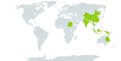 Lysiphyllum binatum world distribution map, present in Australia, China, Indonesia, India, Northern Mariana Islands, Mauritius, Philippines, Papua New Guinea, Sudan, Thailand, and United States of America