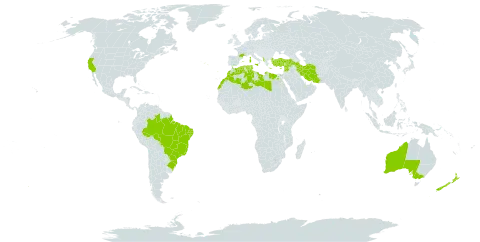 Lythrum junceum world distribution map, present in Albania, Australia, Brazil, Cyprus, Algeria, Egypt, Spain, France, Greece, Iran (Islamic Republic of), Israel, Italy, Lebanon, Libya, Morocco, Malta, New Zealand, Portugal, Syrian Arab Republic, Tunisia, Turkey, and United States of America