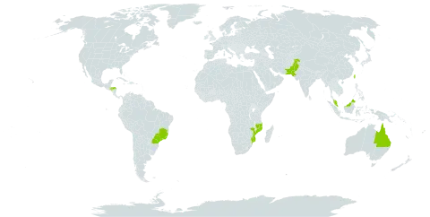 Macadamia ternifolia world distribution map, present in Australia, Brazil, Honduras, Mozambique, Malaysia, Niue, Pakistan, and Taiwan, Province of China