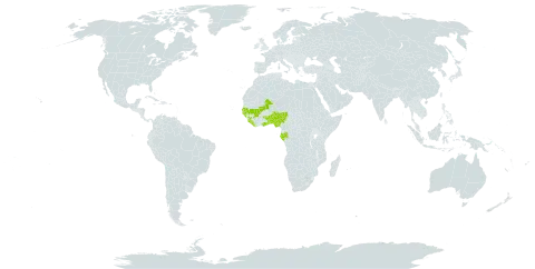 Macaranga heudelotii world distribution map, present in Benin, Gabon, Ghana, Guinea, Gambia, Guinea-Bissau, Liberia, Mali, Nigeria, Senegal, Sierra Leone, and Togo