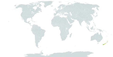 Machaerina juncea world distribution map, present in Norfolk Island and New Zealand