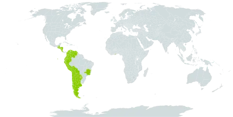 Machaerium nigrum world distribution map, present in Argentina, Bolivia (Plurinational State of), Brazil, Chile, Colombia, Costa Rica, Ecuador, Ghana, Guatemala, Honduras, Nicaragua, Peru, Paraguay, Singapore, El Salvador, and Venezuela (Bolivarian Republic of)