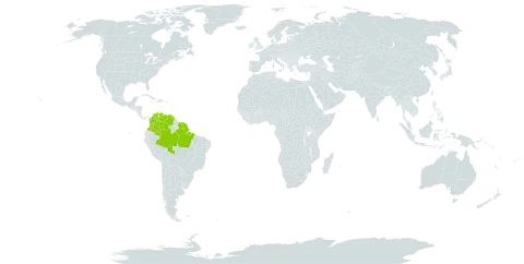 Machaerium paraense world distribution map, present in American Samoa, Brazil, Colombia, French Guiana, Suriname, and Venezuela (Bolivarian Republic of)