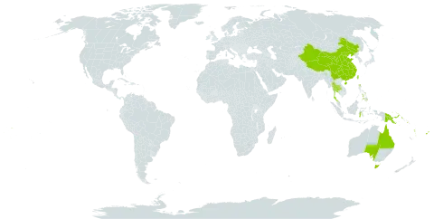 Macrothelypteris polypodioides world distribution map, present in American Samoa, Australia, China, Cook Islands, Fiji, Micronesia (Federated States of), Indonesia, India, Philippines, Papua New Guinea, Solomon Islands, Thailand, Tonga, Taiwan, Province of China, Vanuatu, and Samoa