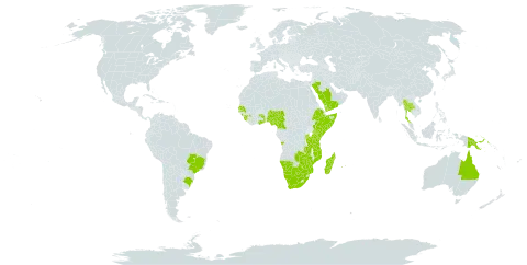 Macrotyloma axillare world distribution map, present in Angola, Australia, Burundi, Brazil, Botswana, Cameroon, Comoros, Ethiopia, Ghana, Guinea, Kenya, Sri Lanka, Madagascar, Mozambique, Mauritius, Malawi, Namibia, Nigeria, Papua New Guinea, Réunion, Rwanda, Saudi Arabia, Senegal, Sierra Leone, Somalia, Togo, Thailand, Tanzania, United Republic of, Uganda, Yemen, South Africa, Zambia, and Zimbabwe