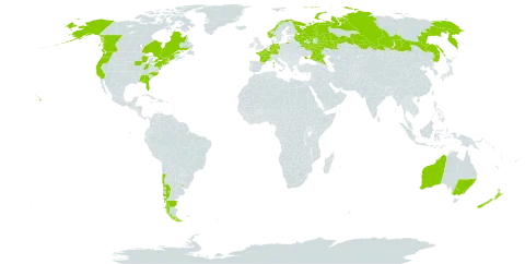 Madia sativa world distribution map, present in Argentina, Australia, Belgium, Canada, Chile, Germany, France, United Kingdom of Great Britain and Northern Ireland, Norway, New Zealand, Russian Federation, Ukraine, Uruguay, and United States of America