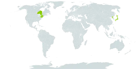 Magnolia kobus world distribution map, present in Canada, Japan, Korea (Democratic People's Republic of), and United States of America