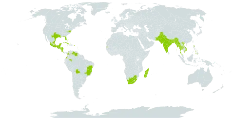 Malachra capitata world distribution map, present in Antigua and Barbuda, Bangladesh, Bahamas, Belize, Bolivia (Plurinational State of), Brazil, Barbados, Colombia, Costa Rica, Cuba, Dominica, Guadeloupe, Grenada, Guatemala, Guam, Honduras, India, Jamaica, Saint Lucia, Madagascar, Mexico, Myanmar, Montserrat, Martinique, Nicaragua, Pakistan, Philippines, Puerto Rico, Seychelles, Thailand, United States of America, Saint Vincent and the Grenadines, Venezuela (Bolivarian Republic of), Viet Nam, and South Africa