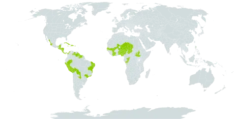 Malachra radiata world distribution map, present in Argentina, Benin, Burkina Faso, Belize, Bolivia (Plurinational State of), Brazil, Côte d'Ivoire, Congo, Colombia, Costa Rica, Cuba, Dominican Republic, Guatemala, Guyana, Honduras, Haiti, Jamaica, Mexico, Mali, Niger, Nigeria, Nicaragua, Panama, Peru, Puerto Rico, Paraguay, Senegal, El Salvador, South Sudan, Suriname, Chad, Togo, and Venezuela (Bolivarian Republic of)