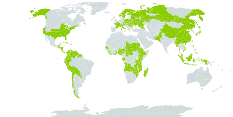 Malaxis world distribution map, present in Angola, Åland Islands, Austria, Burkina Faso, Bahamas, Belarus, Belize, Bolivia (Plurinational State of), Central African Republic, Switzerland, Chile, China, Colombia, Comoros, Costa Rica, Cuba, Czech Republic, Dominica, Ecuador, Ethiopia, Finland, France, Micronesia (Federated States of), Gabon, Georgia, Ghana, Guinea, Guatemala, Guyana, Honduras, Haiti, Hungary, Indonesia, Italy, Jamaica, Japan, Kenya, Liberia, Moldova (Republic of), Madagascar, Myanmar, Montenegro, Mozambique, Malaysia, Nigeria, Nicaragua, Norway, Nepal, Pakistan, Panama, Peru, Philippines, Poland, Puerto Rico, Korea (Democratic People's Republic of), Paraguay, Romania, Russian Federation, Rwanda, Sudan, Senegal, Sierra Leone, Suriname, Sweden, Seychelles, Chad, Togo, Taiwan, Province of China, Tanzania, United Republic of, Uganda, Ukraine, United States of America, Venezuela (Bolivarian Republic of), Viet Nam, Vanuatu, Zambia, and Zimbabwe