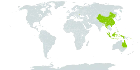 Mallotus mollissimus world distribution map, present in Australia, China, Indonesia, India, Moldova (Republic of), Myanmar, Malaysia, Nepal, Philippines, and Solomon Islands