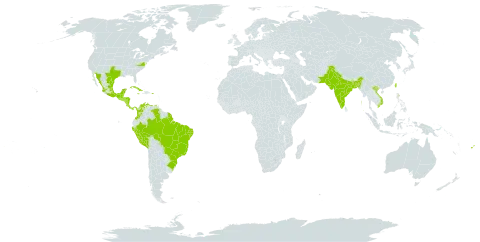 Malpighia glabra world distribution map, present in Bonaire, Sint Eustatius and Saba, Bangladesh, Belize, Brazil, Cook Islands, Colombia, Costa Rica, Cuba, Fiji, Guatemala, French Guiana, Honduras, India, Jamaica, Mexico, Northern Mariana Islands, Nicaragua, Pakistan, Panama, Peru, Puerto Rico, El Salvador, Taiwan, Province of China, United States of America, Venezuela (Bolivarian Republic of), and Viet Nam