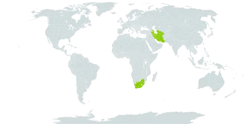 Malva aegyptia world distribution map, present in Azerbaijan, Iran (Islamic Republic of), Turkmenistan, and South Africa