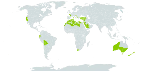 Malva multiflora world distribution map, present in Albania, Australia, Bosnia and Herzegovina, Bolivia (Plurinational State of), Cabo Verde, Cyprus, Algeria, Ecuador, Egypt, Spain, France, United Kingdom of Great Britain and Northern Ireland, Gibraltar, Greece, Croatia, Israel, Italy, Lebanon, Libya, Morocco, Malta, Montenegro, New Zealand, Portugal, Saudi Arabia, Syrian Arab Republic, Tunisia, Turkey, United States of America, and South Africa