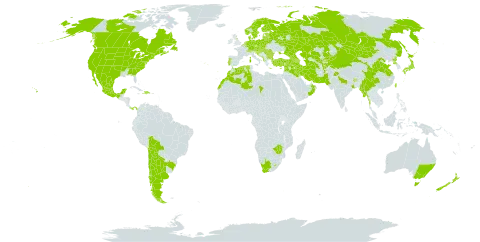 Malva neglecta world distribution map, present in Afghanistan, Albania, Andorra, Argentina, Armenia, Australia, Austria, Azerbaijan, Belgium, Bulgaria, Bosnia and Herzegovina, Belarus, Bolivia (Plurinational State of), Brazil, Bhutan, Canada, Switzerland, Chile, China, Cyprus, Czech Republic, Germany, Denmark, Dominican Republic, Algeria, Spain, Estonia, Finland, France, United Kingdom of Great Britain and Northern Ireland, Georgia, Greece, Croatia, Haiti, Hungary, India, Iran (Islamic Republic of), Iraq, Israel, Italy, Japan, Kazakhstan, Kyrgyzstan, Lebanon, Liechtenstein, Lesotho, Lithuania, Luxembourg, Latvia, Morocco, Mexico, North Macedonia, Myanmar, Montenegro, Mongolia, Netherlands, Norway, Nepal, New Zealand, Oman, Pakistan, Panama, Poland, Korea (Democratic People's Republic of), Portugal, Romania, Russian Federation, Saudi Arabia, Serbia, Slovakia, Slovenia, Sweden, Syrian Arab Republic, Chad, Tajikistan, Turkmenistan, Turkey, Taiwan, Province of China, Ukraine, United States of America, Uzbekistan, South Africa, and Zimbabwe