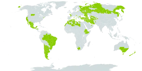 Malva nicaeensis world distribution map, present in Afghanistan, Albania, United Arab Emirates, Argentina, Armenia, Australia, Azerbaijan, Bulgaria, Brazil, Chile, Cyprus, Algeria, Spain, Ethiopia, France, Georgia, Greece, Honduras, Croatia, Iran (Islamic Republic of), Iraq, Israel, Italy, Lebanon, Libya, Morocco, Mexico, Malta, New Zealand, Portugal, Qatar, Russian Federation, Slovenia, Syrian Arab Republic, Tajikistan, Turkmenistan, Tunisia, Turkey, United States of America, Uzbekistan, and South Africa