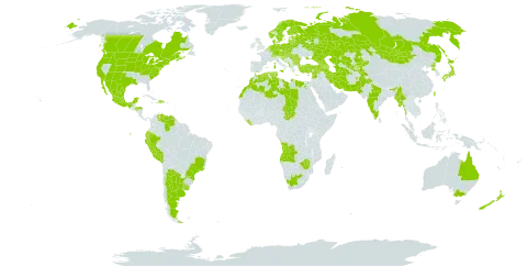 Malva sylvestris world distribution map, present in Afghanistan, Angola, Albania, Andorra, Argentina, Armenia, Australia, Austria, Azerbaijan, Belgium, Bulgaria, Bosnia and Herzegovina, Belarus, Brazil, Canada, Switzerland, Cyprus, Czech Republic, Germany, Denmark, Dominican Republic, Algeria, Ecuador, Egypt, Spain, Estonia, Finland, France, United Kingdom of Great Britain and Northern Ireland, Georgia, Gibraltar, Greece, Honduras, Croatia, Haiti, Hungary, India, Iran (Islamic Republic of), Israel, Italy, Japan, Kazakhstan, Kyrgyzstan, Lebanon, Liberia, Libya, Liechtenstein, Lithuania, Luxembourg, Latvia, Morocco, Mexico, North Macedonia, Malta, Myanmar, Montenegro, Mongolia, Netherlands, Norway, Nepal, New Zealand, Pakistan, Peru, Poland, Korea (Democratic People's Republic of), Portugal, Réunion, Romania, Russian Federation, Saint Helena, Ascension and Tristan da Cunha, Serbia, Slovakia, Slovenia, Sweden, Syrian Arab Republic, Chad, Tajikistan, Turkmenistan, Tunisia, Turkey, Taiwan, Province of China, Ukraine, Uruguay, United States of America, Uzbekistan, Venezuela (Bolivarian Republic of), South Africa, and Zimbabwe