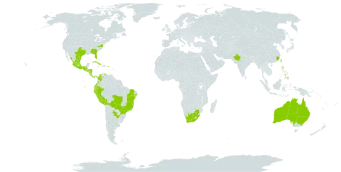 Malvastrum americanum world distribution map, present in Argentina, Antigua and Barbuda, Australia, Bonaire, Sint Eustatius and Saba, Bahamas, Bolivia (Plurinational State of), Brazil, Barbados, China, Colombia, Cabo Verde, Costa Rica, Cuba, Cayman Islands, Dominica, Ecuador, Guadeloupe, Grenada, Guatemala, Honduras, India, Jamaica, Saint Lucia, Mexico, Montserrat, Martinique, Nicaragua, Panama, Peru, Philippines, Puerto Rico, Paraguay, El Salvador, Turks and Caicos Islands, Trinidad and Tobago, Taiwan, Province of China, United States of America, Saint Vincent and the Grenadines, Venezuela (Bolivarian Republic of), and South Africa