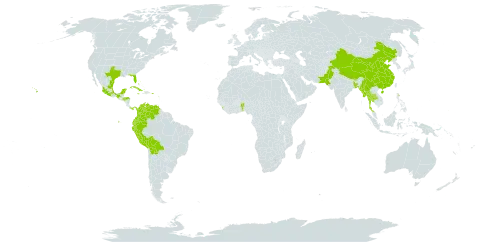 Malvaviscus penduliflorus world distribution map, present in Benin, Bangladesh, Bahamas, Bolivia (Plurinational State of), Bhutan, China, Colombia, Cuba, Cayman Islands, Ecuador, Fiji, Micronesia (Federated States of), Guadeloupe, Honduras, Jamaica, Saint Lucia, Sri Lanka, Mexico, Myanmar, Pakistan, Panama, Peru, Puerto Rico, Thailand, Trinidad and Tobago, United States of America, and Venezuela (Bolivarian Republic of)