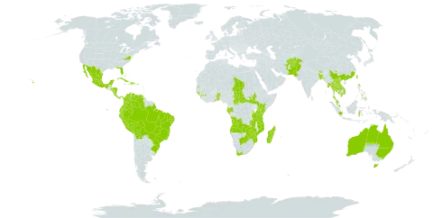 Mangifera indica world distribution map, present in Afghanistan, Angola, Anguilla, American Samoa, Antigua and Barbuda, Australia, Benin, Bonaire, Sint Eustatius and Saba, Burkina Faso, Bangladesh, Bahamas, Belize, Bolivia (Plurinational State of), Brazil, Barbados, Brunei Darussalam, Bhutan, Botswana, Central African Republic, China, Cook Islands, Colombia, Costa Rica, Cuba, Cayman Islands, Dominica, Dominican Republic, Ecuador, Fiji, Micronesia (Federated States of), Gabon, Ghana, Guinea, Guadeloupe, Guinea-Bissau, Equatorial Guinea, Grenada, Guam, Honduras, Haiti, Indonesia, India, Iceland, Jamaica, Kenya, Cambodia, Kiribati, Lao People's Democratic Republic, Saint Lucia, Sri Lanka, Madagascar, Maldives, Mexico, Marshall Islands, Myanmar, Northern Mariana Islands, Mozambique, Montserrat, Martinique, Mauritius, Malawi, Malaysia, Nicaragua, Niue, Nepal, Nauru, Pakistan, Panama, Peru, Philippines, Palau, Puerto Rico, Réunion, Singapore, South Sudan, Sao Tome and Principe, Seychelles, Chad, Togo, Thailand, Tokelau, Tonga, Trinidad and Tobago, Taiwan, Province of China, Tanzania, United Republic of, Uganda, United States Minor Outlying Islands, United States of America, Venezuela (Bolivarian Republic of), Viet Nam, South Africa, Zambia, and Zimbabwe