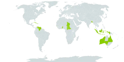 Manihot carthaginensis world distribution map, present in Aruba, Andorra, Australia, Benin, Bangladesh, Central African Republic, Cuba, Dominica, Gambia, Haiti, Indonesia, Chad, Togo, and Venezuela (Bolivarian Republic of)