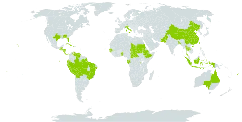 Manihot esculenta world distribution map, present in Åland Islands, Andorra, Australia, Benin, Bangladesh, Bahamas, Belize, Bermuda, Bolivia (Plurinational State of), Brazil, Central African Republic, China, Cook Islands, Costa Rica, Cuba, Dominica, Ecuador, Ethiopia, Fiji, Gabon, Gambia, Guinea-Bissau, Guatemala, Honduras, Haiti, Indonesia, Italy, Jamaica, Nicaragua, Nauru, Pakistan, Panama, Peru, Puerto Rico, Rwanda, Sudan, Senegal, Chad, Togo, Thailand, Tonga, Taiwan, Province of China, United States of America, Venezuela (Bolivarian Republic of), Wallis and Futuna, and Samoa