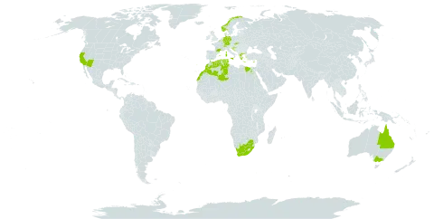 Mantisalca salmantica world distribution map, present in Australia, Belgium, Switzerland, Cyprus, Germany, Algeria, Egypt, Spain, France, United Kingdom of Great Britain and Northern Ireland, Gibraltar, Greece, Croatia, Israel, Italy, Morocco, North Macedonia, Norway, Portugal, Slovakia, Tunisia, United States of America, and South Africa