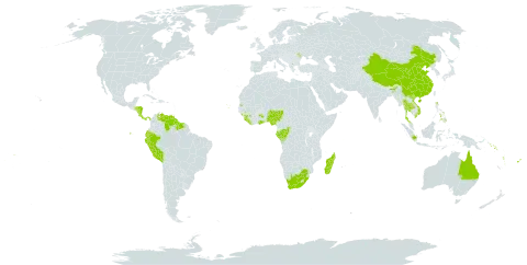 Mapania world distribution map, present in Andorra, Australia, Bangladesh, China, Congo, Cabo Verde, Costa Rica, Ecuador, Fiji, Gabon, Ghana, Guinea, Guyana, Hong Kong, Honduras, Indonesia, India, Iceland, Liberia, Moldova (Republic of), Madagascar, Nigeria, Nicaragua, Panama, Peru, Philippines, Puerto Rico, Solomon Islands, Sierra Leone, Suriname, Seychelles, Thailand, United States of America, Venezuela (Bolivarian Republic of), Viet Nam, Vanuatu, Samoa, and South Africa