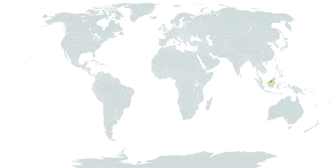 Mapania squamata world distribution map, present in Cuba, Iceland, Malaysia, and Singapore