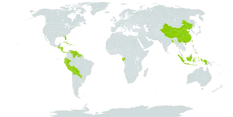 Maranta world distribution map, present in Bangladesh, Bahamas, Belize, Bermuda, Bolivia (Plurinational State of), China, Cook Islands, Costa Rica, Cuba, Dominica, Ecuador, Gabon, Guatemala, Guyana, Honduras, Haiti, Indonesia, Jamaica, Mauritius, Nicaragua, Panama, Peru, Philippines, Puerto Rico, Paraguay, Réunion, Suriname, Tonga, Taiwan, Province of China, United States of America, Venezuela (Bolivarian Republic of), and Samoa