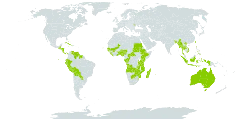 Margaritaria world distribution map, present in Angola, Andorra, Australia, Benin, Burkina Faso, Bangladesh, Bahamas, Belize, Bolivia (Plurinational State of), Botswana, Central African Republic, Congo, Comoros, Cabo Verde, Costa Rica, Cuba, Cayman Islands, Dominica, Ecuador, Ethiopia, Gabon, Ghana, Guinea, Gambia, Guinea-Bissau, Guatemala, Guyana, Honduras, Haiti, Indonesia, Jamaica, Kenya, Liberia, Moldova (Republic of), Madagascar, Mali, Myanmar, Mozambique, Mauritius, Nigeria, Nicaragua, Panama, Peru, Philippines, Puerto Rico, Paraguay, Sudan, Senegal, Sierra Leone, Suriname, eSwatini, Togo, Thailand, Taiwan, Province of China, Tanzania, United Republic of, Uganda, Venezuela (Bolivarian Republic of), Viet Nam, Zambia, and Zimbabwe