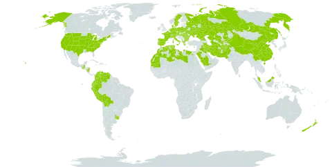 Marrubium world distribution map, present in Afghanistan, Åland Islands, Albania, Austria, Bulgaria, Belarus, Bolivia (Plurinational State of), Switzerland, China, Colombia, Cyprus, Czech Republic, Germany, Denmark, Algeria, Ecuador, Egypt, Spain, France, Micronesia (Federated States of), Georgia, Greece, Guatemala, Hungary, Ireland, Iran (Islamic Republic of), Iraq, Italy, Kazakhstan, Kyrgyzstan, Libya, Morocco, Mauritania, Malaysia, Norfolk Island, Nicaragua, Netherlands, Nepal, New Zealand, Pakistan, Peru, Palau, Poland, Portugal, Romania, Russian Federation, Saudi Arabia, Singapore, Sweden, Turks and Caicos Islands, Turkmenistan, Tunisia, Ukraine, Uruguay, United States of America, Uzbekistan, and Venezuela (Bolivarian Republic of)