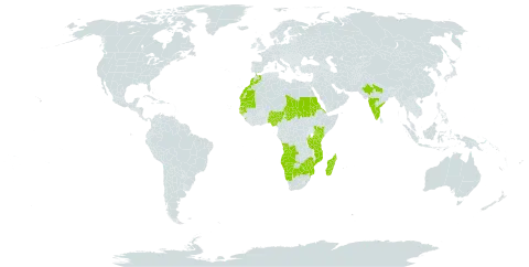 Marsilea coromandelina world distribution map, present in Angola, Burundi, Burkina Faso, Botswana, Cabo Verde, Eritrea, Guinea-Bissau, India, Kenya, Sri Lanka, Morocco, Madagascar, Mozambique, Mauritania, Namibia, Nigeria, Sudan, Senegal, Chad, Tanzania, United Republic of, South Africa, and Zimbabwe