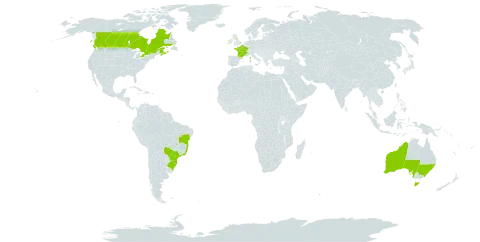 Matricaria chamomilla world distribution map, present in Australia, Brazil, Canada, France, and United Kingdom of Great Britain and Northern Ireland