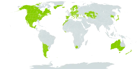 Matricaria discoidea world distribution map, present in Argentina, Armenia, Australia, Austria, Belgium, Bulgaria, Bosnia and Herzegovina, Belarus, Canada, Switzerland, Chile, China, Czech Republic, Germany, Denmark, Spain, Estonia, Finland, France, United Kingdom of Great Britain and Northern Ireland, Georgia, Guadeloupe, Greece, Greenland, Guatemala, Croatia, Hungary, Iceland, Italy, Japan, Kazakhstan, Kyrgyzstan, Liberia, Liechtenstein, Lithuania, Luxembourg, Latvia, Morocco, Moldova (Republic of), Mexico, North Macedonia, Montenegro, Netherlands, Norway, New Zealand, Poland, Korea (Democratic People's Republic of), Portugal, Romania, Russian Federation, South Georgia and the South Sandwich Islands, Saint Pierre and Miquelon, Serbia, Slovakia, Slovenia, Sweden, Tajikistan, Ukraine, United States of America, Uzbekistan, and South Africa