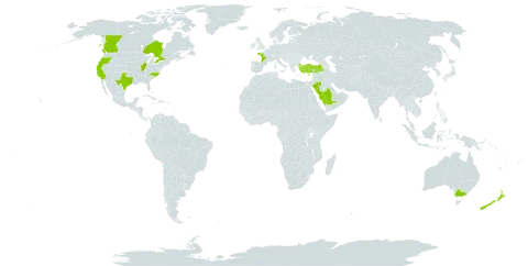 Matthiola incana world distribution map, present in Australia, Canada, Cyprus, France, Sri Lanka, New Zealand, Saudi Arabia, Turkey, and United States of America