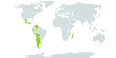 Maurandya scandens world distribution map, present in Argentina, Bolivia (Plurinational State of), Ecuador, Spain, Guatemala, Honduras, Madagascar, Mexico, Portugal, El Salvador, and Venezuela (Bolivarian Republic of)