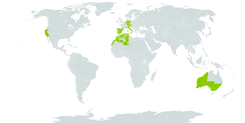 Mauranthemum paludosum subsp. paludosum world distribution map, present in Australia, Austria, Belgium, Germany, Algeria, Spain, Italy, Morocco, Tunisia, and United States of America