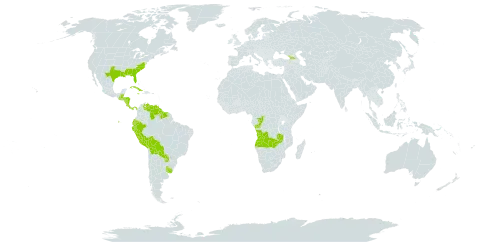 Mayaca world distribution map, present in Angola, Åland Islands, Belize, Bolivia (Plurinational State of), Congo, Costa Rica, Cuba, Ecuador, Georgia, Guatemala, Guyana, Honduras, Jamaica, Nicaragua, Panama, Peru, Paraguay, Suriname, Uruguay, United States of America, Venezuela (Bolivarian Republic of), and Zambia