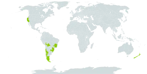 Maytenus boaria world distribution map, present in Argentina, Bolivia (Plurinational State of), Brazil, Chile, New Zealand, Uruguay, and United States of America