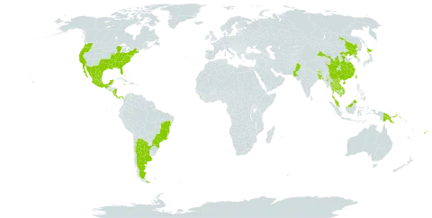 Mazus pumilus world distribution map, present in Argentina, Bangladesh, Bahamas, Brazil, Bhutan, China, Costa Rica, Fiji, India, Jamaica, Japan, Cambodia, Lao People's Democratic Republic, Sri Lanka, Mexico, Myanmar, Mauritius, Malaysia, Nicaragua, Nepal, Pakistan, Panama, Philippines, Papua New Guinea, Korea (Democratic People's Republic of), Portugal, Singapore, El Salvador, Thailand, Taiwan, Province of China, United States of America, and Viet Nam