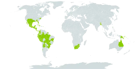 Mecardonia procumbens world distribution map, present in Argentina, Antigua and Barbuda, Australia, Bangladesh, Bahamas, Belize, Bolivia (Plurinational State of), Brazil, Bhutan, Chile, Colombia, Costa Rica, Cuba, Dominica, Ecuador, Micronesia (Federated States of), Grenada, Guatemala, French Guiana, Guam, Honduras, India, Jamaica, Saint Lucia, Mexico, Northern Mariana Islands, Montserrat, Martinique, Nicaragua, Nepal, Panama, Peru, Papua New Guinea, Puerto Rico, El Salvador, Trinidad and Tobago, United States of America, Venezuela (Bolivarian Republic of), and South Africa