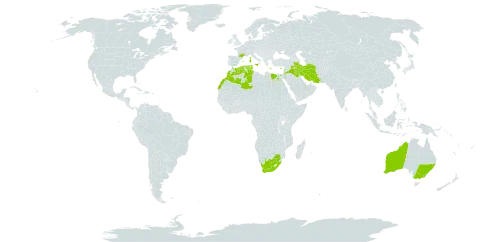 Medicago intertexta world distribution map, present in Australia, Cyprus, Algeria, Egypt, Spain, France, Greece, Iran (Islamic Republic of), Iraq, Italy, Jordan, Lebanon, Morocco, Malta, Portugal, Tunisia, and South Africa