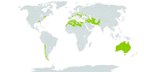 Medicago monspeliaca world distribution map, present in Albania, Armenia, Australia, Austria, Azerbaijan, Belgium, Bulgaria, Switzerland, Chile, Cyprus, Czech Republic, Algeria, Egypt, Spain, Estonia, France, Georgia, Greece, Hungary, Iran (Islamic Republic of), Iraq, Israel, Italy, Jordan, Lebanon, Libya, Morocco, Moldova (Republic of), Malta, Pakistan, Portugal, Romania, Russian Federation, Slovakia, Syrian Arab Republic, Turkmenistan, Tunisia, Ukraine, and United States of America