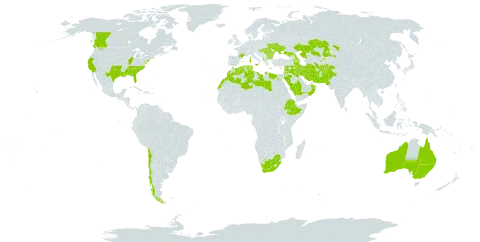 Medicago orbicularis world distribution map, present in Afghanistan, Albania, Armenia, Australia, Azerbaijan, Bulgaria, Canada, Chile, Cyprus, Algeria, Egypt, Spain, Ethiopia, France, Georgia, Greece, Hungary, India, Iran (Islamic Republic of), Iraq, Israel, Italy, Jordan, Kazakhstan, Lebanon, Libya, Morocco, Malta, Oman, Pakistan, Portugal, Romania, Russian Federation, Saudi Arabia, Syrian Arab Republic, Tajikistan, Turkmenistan, Tunisia, Ukraine, United States of America, Uzbekistan, and South Africa